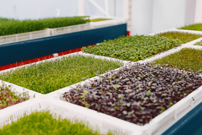 What is microgreens