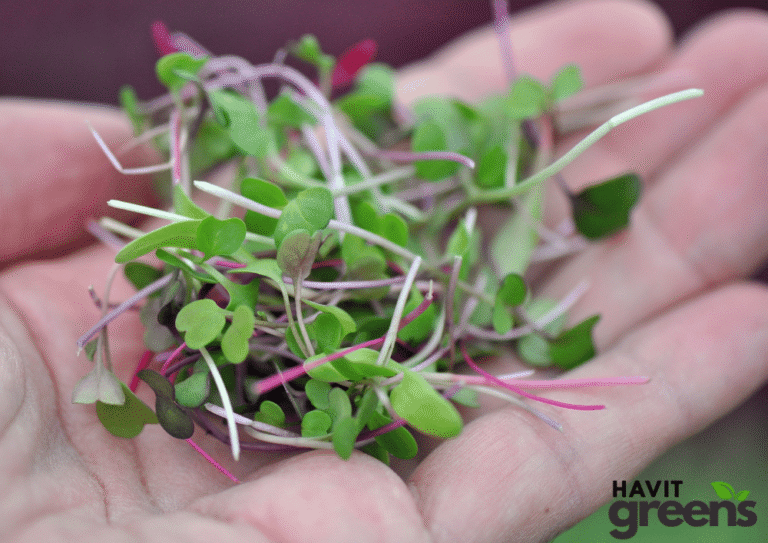 Microgreens