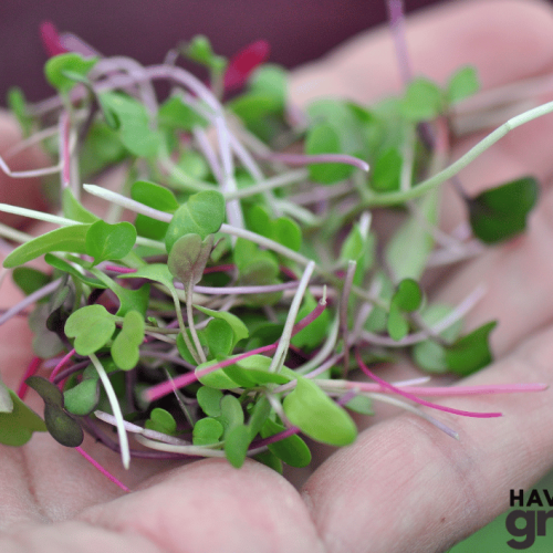 Microgreens Microgreens